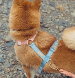 Buy the coolest and safest dog harness for your dog