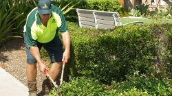 Lawn Mowing Aspendale