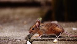 Top-Notch Rat Control Service in Delhi