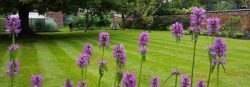 Lawn Mowing In Aberfeldie