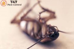 ant pest control melbourne