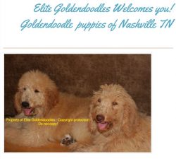 Goldendoodle puppies Tennessee