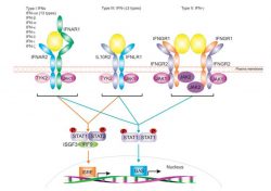 c4 Antibody