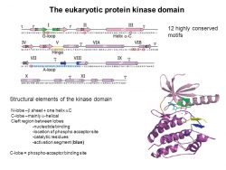 KRT3 Antibody