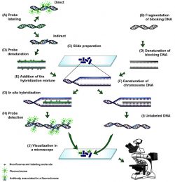 DNTT Antibody