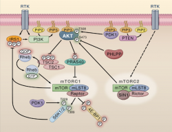 Tubulin Antibody