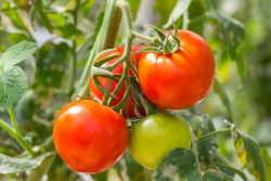 Tomatoes Specialist| John Deschauer