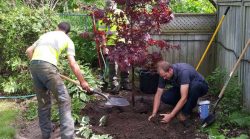 What Trick Should Be Applied to Maintain Tree Health or Safer the Longest Time?