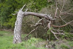 What Kind of Symptoms in Tree Indicate That It’s Time to Cut Down a Tree?