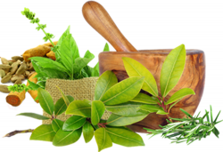 Raw Herbs Supplier in India