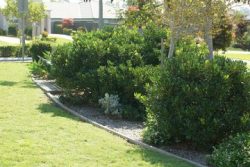 Lawn Mowing Jacana