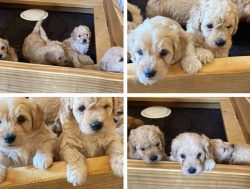 mini size Goldendoodle puppies