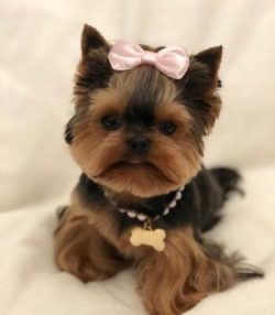 Yorkie Puppies For Adoption