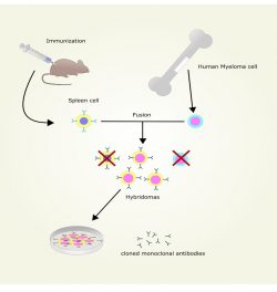 DON Antibody