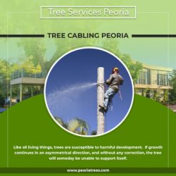 Choose best Tree Cabling Peoria | Peoriatrees