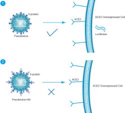 Anthrax Lethal Factor Antibody