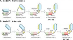 Estradiol Antibody