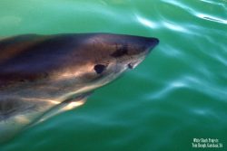 Best Five Star shark Diving -whitesharkprojects Gansbaai, South Africa