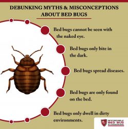 Debugging Myths and Misconceptions About Bed Bugs