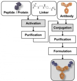 Estradiol Antibody