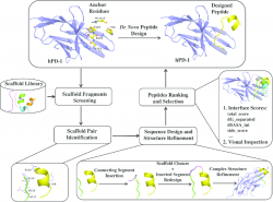 Human Papillomavirus (HPV) Antibodies and Antigens