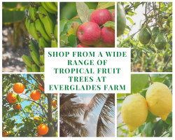 Tropical fruit Tress for sale at Everglades Farm