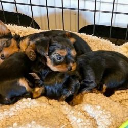 Teacup Yorkie Puppies For Sale