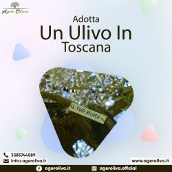 Adotta n ulivo in Toscana