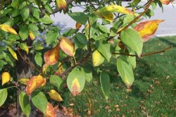 What Method Helps Your Trees To Face Heat Stress?