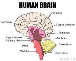 Expert In Medical Health Care