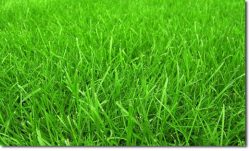 Artificial Grass Fitters