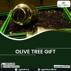 Olive Tree Gift