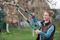 Quality Tree Trimming Services in Sacramento