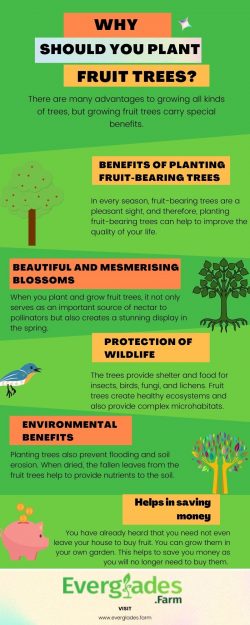 Why should you plant fruit trees?