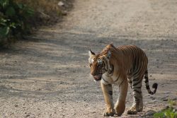 Corbett Tiger Reserve