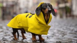 Waterproof Dog Coats