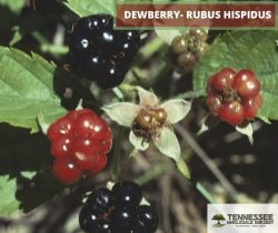 DEWBERRY- RUBUS HISPIDUS 6-12″