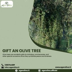 Gift An Olive Tree