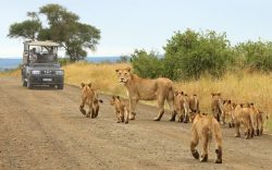 Kruger Park Safari Tours