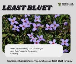 Least Bluet