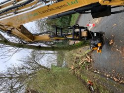 Tree Stump Removal