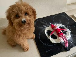 https://maltipooparadisehome.com/full-grown-maltipoo-dog/