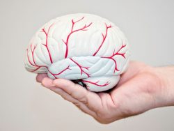 Dr. John DenBoer: Neurological Health