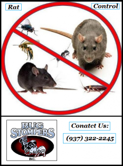 Ohio Rat Removal Services – Bug Stompers Inc