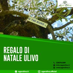 Regalo Di Natale Ulivo