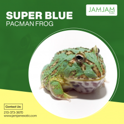 Find super blue Pacman frog Online