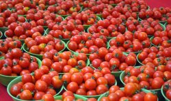 Plum Tomato Pesto Bread Recipe