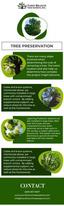 Best tree preservation service from Town Branch Tree Expert