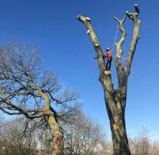 Tree Removal Service