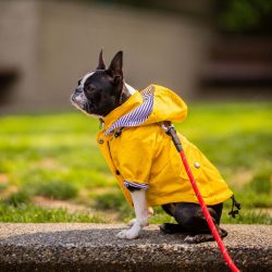 Dog Raincoat